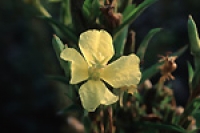 イブニングプリムローズ　月見草